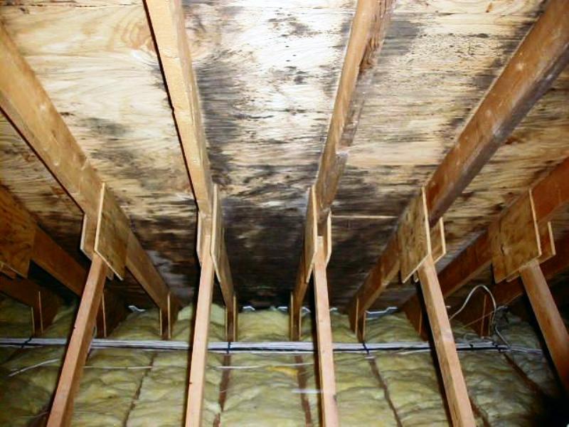 roof mold